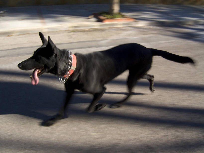 无人,横图,俯视,室外,白天,旅游,度假,美景,宠物,狗,奔驰,阴影,朦胧,模糊,光线,影子,景观,拉布拉多,狗绳,注视,娱乐,拉布拉多猎犬,吐舌头,一只,阳光,自然,动物,绳子,奔跑,观察,看,张嘴,享受,休闲,景色,放松,可爱,观看,绳索,察看,关注,自然风光,拉布拉多犬,张大嘴巴,狗链,牵引绳,忠诚,舌头,项圈,张开嘴,犬,彩图,高角度拍摄,全身,狗链子,狗项圈