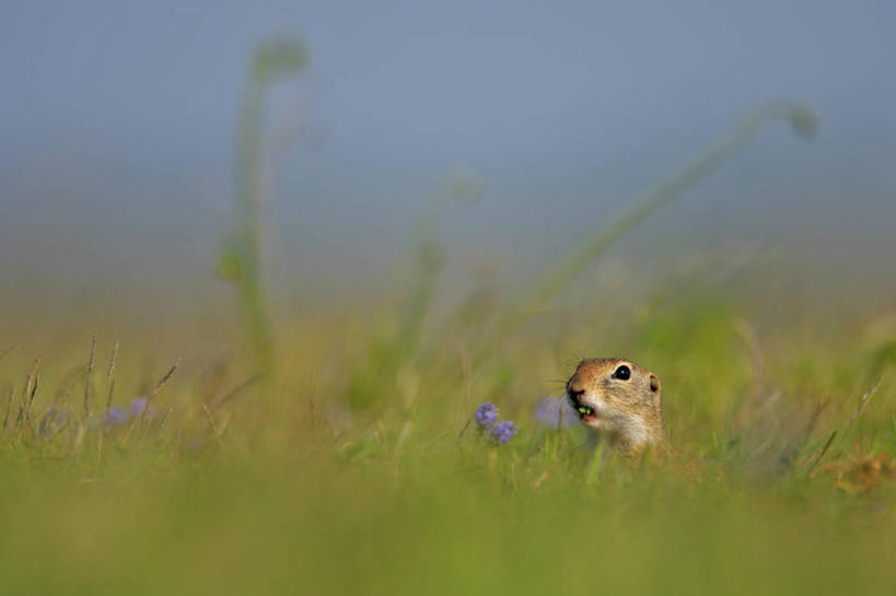 无人,横图,室外,特写,白天,侧面,草地,草坪,花海,花圃,美景,植物,野生动物,叶子,奥地利,欧洲,阴影,朦胧,模糊,盛开,光线,影子,景观,花蕾,注视,草,花,花瓣,花朵,花卉,鲜花,一只,绿色,紫色,阳光,自然,动物,花丛,花束,花田,花苞,花蕊,观察,看,趴着,景色,可爱,活泼,观看,察看,关注,自然风光,中欧,奥地利共和国,狗獾,獾,趴,抬头,仰头,彩图,全身