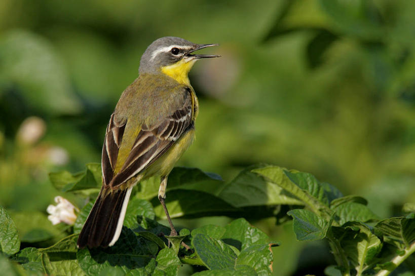 无人,站,横图,室外,特写,白天,爱情,美景,鸟,叶子,朦胧,模糊,盛开,鹡鸰,鸟类,景观,绿叶,花蕾,扭头,注视,花,花瓣,花朵,鲜花,一只,背面,自然,花苞,花蕊,观察,看,站着,转头,嫩叶,景色,观看,察看,关注,自然风光,爱情鸟,白颤儿,白颊鹡鸰,白面鸟,点水雀,眼纹鹡鸰,张飞鸟,叶,叶片,站立,彩图,全身