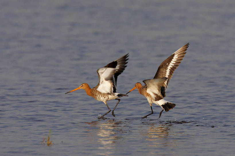 无人,横图,室外,白天,侧面,旅游,度假,湖,湖泊,美景,水,鸟,飞翔,伸展,张开,展翅,阴影,波纹,飞行,光线,翅膀,鸟类,影子,湖面,景观,水流,水面,涟漪,翱翔,注视,娱乐,飞,水纹,阳光,自然,波浪,湖水,观察,看,两只,享受,休闲,景色,放松,观看,波光粼粼,察看,关注,自然风光,张开翅膀,水晕,黑尾塍鹬,黑尾鹬,鹬,展开翅膀,彩图,全身
