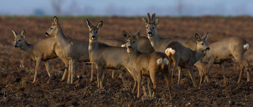无人,走,横图,室外,白天,侧面,旅游,度假,草地,草原,草坪,美景,植物,哺乳动物,鹿,野生动物,一群,许多,阴影,枯萎,朦胧,模糊,光线,影子,地平线,荒野,景观,旷野,热带,辽阔,地面,很多,扭头,注视,娱乐,草,蓝色,蓝天,天空,阳光,自然,动物,天,观察,看,转头,享受,休闲,广阔,景色,放松,可爱,活泼,晴朗,观看,一望无际,死亡,察看,迁徙,迁移,关注,自然风光,原野,延伸,转移,荒原,万里无云,天地相交,无边无际,一马平川,枯败,晴空,晴空万里,步行,散步,走路,彩图,全身,往返,移居