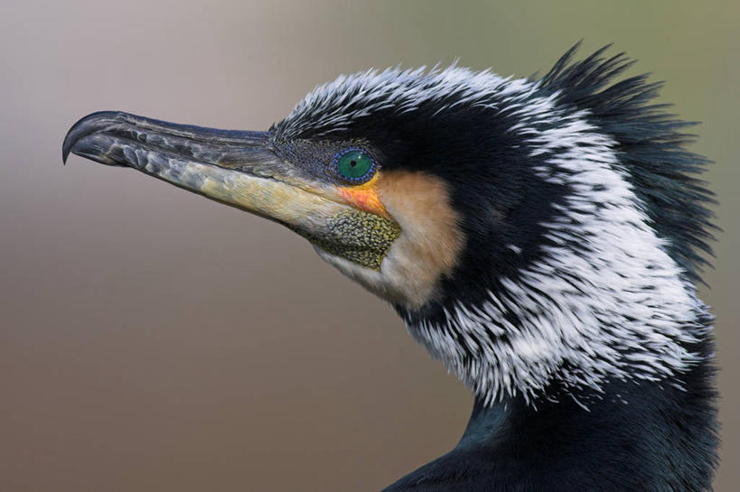头,无人,横图,室外,特写,白天,侧面,美景,鸟,阴影,朦胧,模糊,光线,鸬鹚,鸟类,影子,景观,注视,捕鱼,一只,阳光,自然,观察,看,景色,观看,察看,关注,自然风光,鱼鹰,水老鸦,头部,半身,彩图