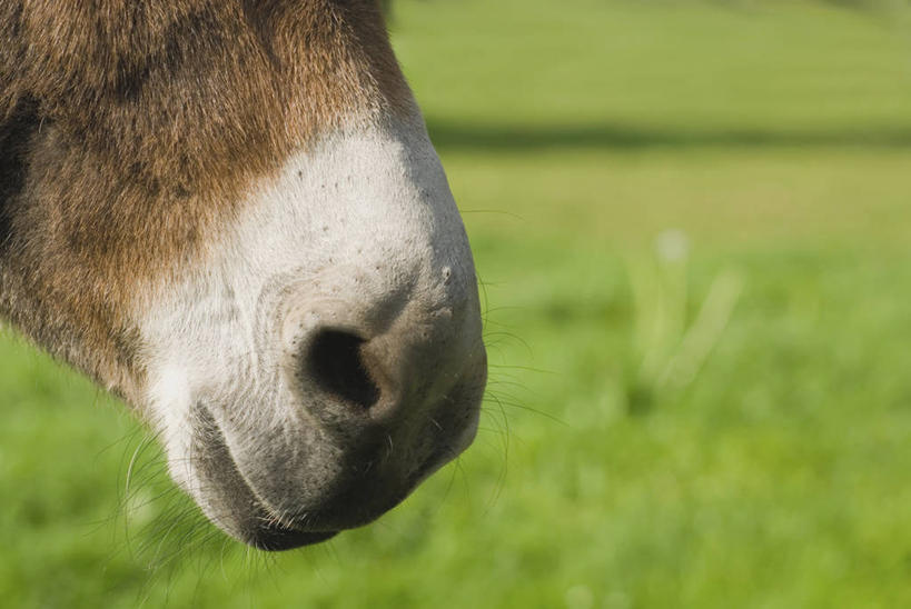 头,无人,站,横图,室外,特写,白天,侧面,草地,草坪,美景,植物,阴影,朦胧,模糊,光线,影子,景观,褐色,草,一只,白色,阳光,自然,动物,站着,家畜,景色,牲畜,自然风光,驴,驴子,头部,站立,半身,彩图