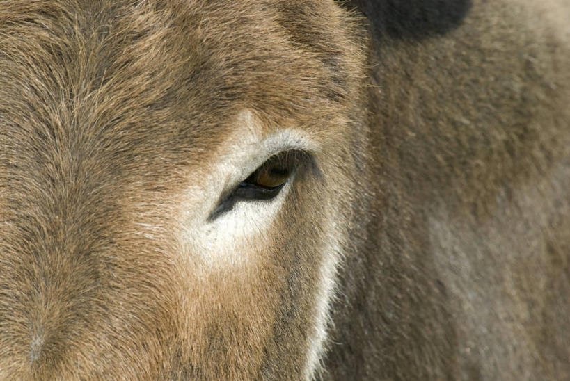 头,无人,站,横图,室外,特写,白天,正面,美景,阴影,光线,影子,景观,褐色,注视,一只,阳光,自然,动物,观察,看,站着,家畜,景色,牲畜,观看,察看,关注,自然风光,驴,驴子,头部,站立,半身,彩图