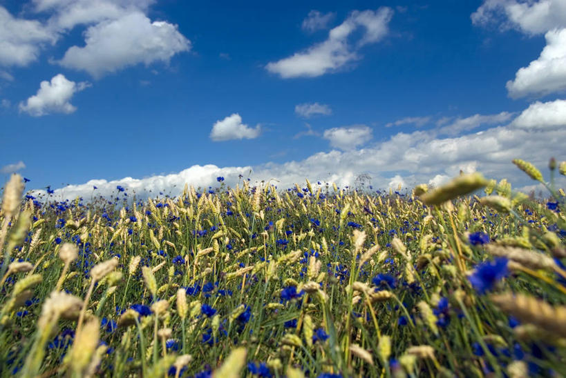 无人,农田,横图,室外,白天,仰视,幸福,庄稼,农作物,美景,阴影,盛开,光线,影子,地平线,景观,云,云朵,辽阔,地面,麦田,花蕾,云彩,花,花瓣,花朵,鲜花,蓝色,白云,蓝天,天空,阳光,自然,天,花苞,花蕊,广阔,菊花,景色,晴朗,优雅,一望无际,纤细,自然风光,矢车菊,延伸,忠诚,天地相交,再生,蓝芙蓉,荔枝菊,思念,热爱,无边无际,一马平川,晴空,彩图,低角度拍摄,耕地,庄稼田,小蓝帽