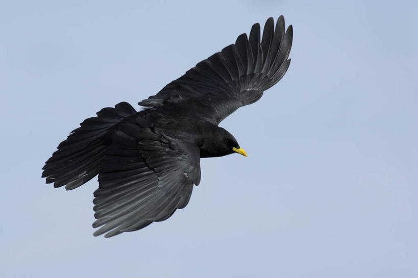 无人,横图,室外,特写,白天,仰视,美景,鸟,野生动物,飞翔,伸展,张开,展翅,阴影,飞行,光线,翅膀,鸟类,影子,景观,翱翔,注视,飞,一只,蓝色,灰色,蓝天,天空,阳光,自然,动物,天,观察,看,景色,晴朗,观看,乌鸦,死亡,吉祥,察看,关注,自然风光,张开翅膀,万里无云,不祥,楚乌,老鸹,厄运,展开翅膀,恐惧,晴空,晴空万里,彩图,低角度拍摄,全身