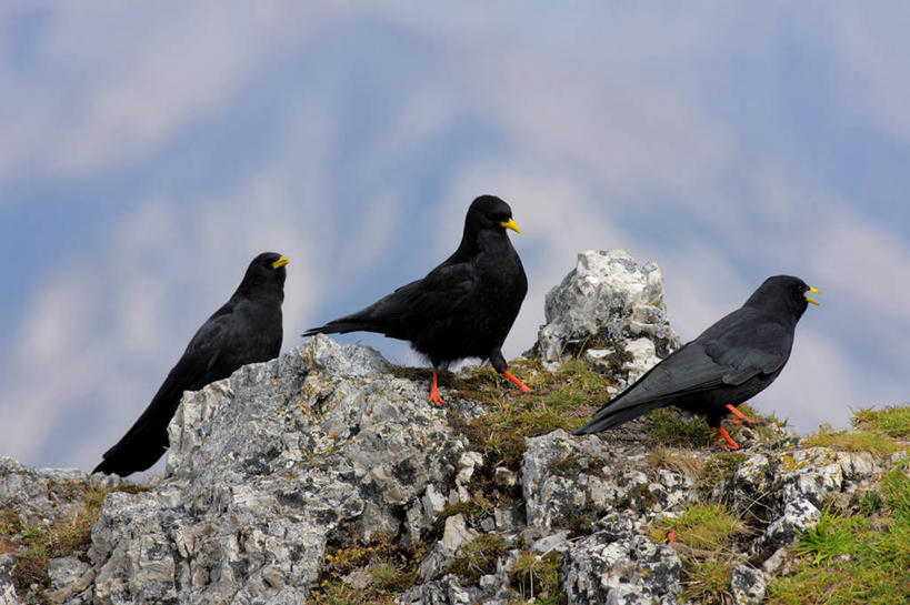 无人,站,横图,室外,白天,仰视,草地,草坪,石头,美景,植物,鸟,野生动物,三只,阴影,光线,纹路,鸟类,石子,纹理,影子,景观,云,云朵,云彩,扭头,注视,草,蓝色,绿色,黑色,白云,蓝天,天空,阳光,自然,动物,天,观察,看,站着,转头,景色,晴朗,观看,乌鸦,死亡,吉祥,察看,关注,自然风光,肌理,不祥,楚乌,老鸹,厄运,恐惧,石块,岩石,晴空,站立,彩图,低角度拍摄,全身