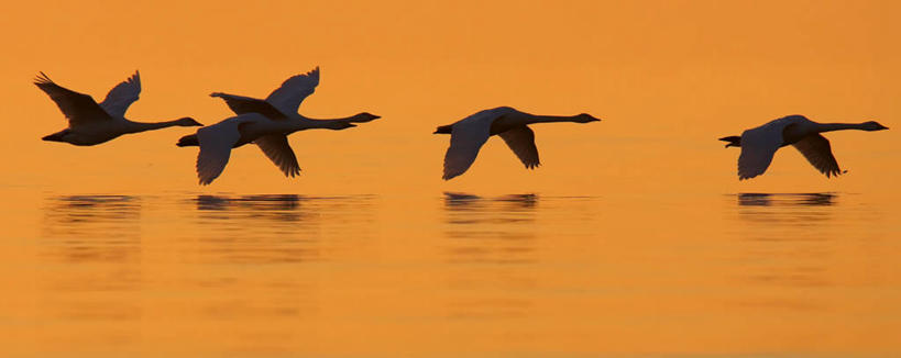 无人,横图,室外,白天,侧面,湖,湖泊,美景,日落,水,鸟,野生动物,天鹅,欧洲,一群,许多,飞翔,伸展,张开,展翅,阴影,波纹,朦胧,模糊,飞行,光线,翅膀,鸟类,影子,湖面,景观,水流,水面,晚霞,霞光,落日,很多,背光,翱翔,注视,飞,水纹,阳光,自然,黄昏,动物,波浪,湖水,观察,看,景色,彩霞,可爱,五只,观看,淡水湖,察看,关注,自然风光,逆光,张开翅膀,夕照,薄暮,展开翅膀,博登湖,康斯坦茨湖,夕阳,鹄,彩图,全身,傍晚,斜阳