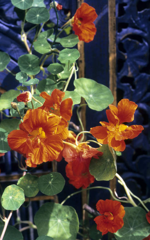 无人,竖图,室外,特写,白天,正面,窗户,叶子,盛开,纹路,纹理,墙,绿叶,花蕾,玻璃窗,墙壁,墙面,花,花瓣,花朵,鲜花,红色,紫色,花苞,花蕊,嫩叶,旱金莲,金莲花,肌理,寒金莲,旱荷,旱莲花,金钱莲,大红雀,叶,叶片,旱荷花,彩图