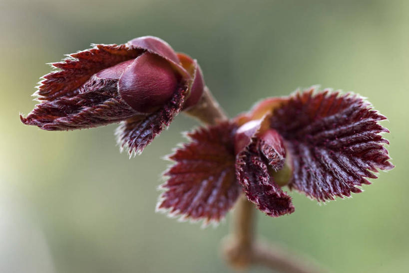无人,横图,俯视,室外,特写,白天,美景,叶子,阴影,生气,朦胧,模糊,光线,纹路,纹理,影子,景观,绿叶,板栗树,幼苗,红色,阳光,自然,嫩芽,嫩叶,景色,活力,朝气,生机,希望,自然风光,肌理,新苗,叶,叶片,彩图,高角度拍摄,栗子树