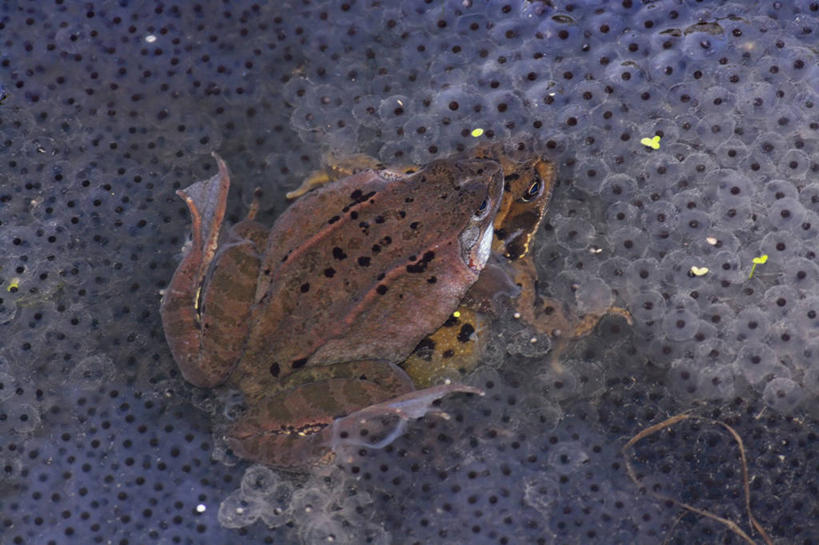 无人,横图,俯视,室外,特写,白天,河流,美景,水,青蛙,野生动物,一排,许多,阴影,整齐,并列,并排,光线,影子,河水,景观,水流,蛋,很多,注视,排列,一只,阳光,自然,动物,观察,看,趴着,景色,可爱,活泼,观看,察看,队列,关注,自然风光,平行,卵,排卵,产卵,趴,彩图,高角度拍摄,全身