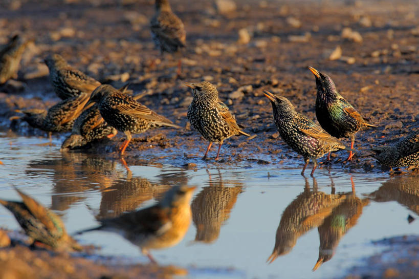 无人,站,横图,俯视,室外,白天,河流,美景,水,鸟,野生动物,一群,许多,阴影,朦胧,模糊,光线,鸟类,影子,河水,景观,泥土,水流,土壤,很多,扭头,注视,小溪,阳光,自然,动物,溪水,低头,观察,看,站着,转头,景色,可爱,活泼,观看,察看,关注,自然风光,八哥,鸲鹆,抬头,仰头,站立,半身,彩图,高角度拍摄