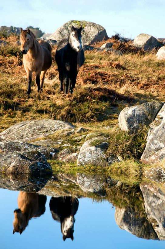 无人,公园,站,竖图,室外,白天,仰视,旅游,度假,河流,石头,美景,水,植物,马,野生动物,爱尔兰,欧洲,许多,阴影,枯萎,光线,纹路,石子,纹理,影子,河水,景观,水流,云,云朵,枯草,很多,云彩,扭头,注视,娱乐,草,黄色,蓝色,白云,蓝天,天空,阳光,自然,动物,天,观察,看,站着,转头,享受,休闲,景色,放松,运输,牲畜,晴朗,观看,察看,国家公园,两匹,西欧,关注,自然风光,爱尔兰共和国,肌理,戈尔韦,康诺特省,康尼马拉国家公园,高威郡,戈尔韦郡,石块,岩石,晴空,站立,彩图,低角度拍摄,全身,高威,郡治