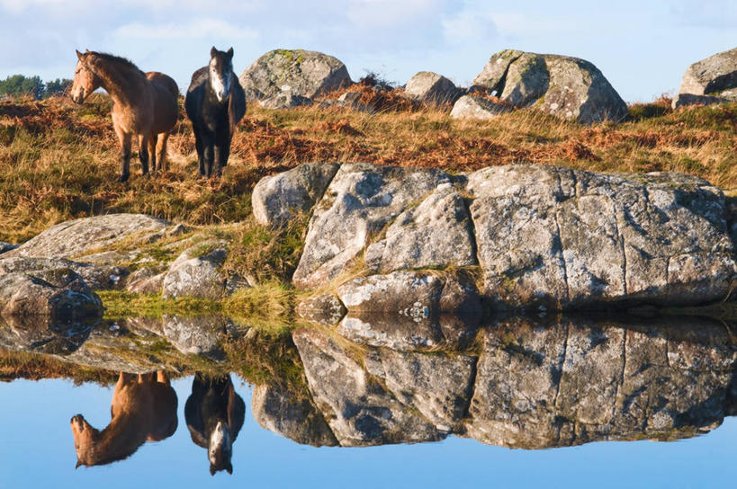 无人,公园,站,横图,室外,白天,正面,旅游,度假,草地,草坪,河流,石头,美景,水,植物,马,野生动物,爱尔兰,欧洲,许多,阴影,光线,纹路,石子,纹理,影子,河水,景观,水流,云,云朵,很多,云彩,扭头,注视,娱乐,草,蓝色,绿色,白云,蓝天,天空,阳光,自然,动物,天,观察,看,站着,转头,享受,休闲,景色,放松,运输,牲畜,晴朗,观看,察看,国家公园,两匹,西欧,关注,自然风光,爱尔兰共和国,肌理,戈尔韦,康诺特省,康尼马拉国家公园,高威郡,戈尔韦郡,石块,晴空,站立,彩图,全身,高威,郡治