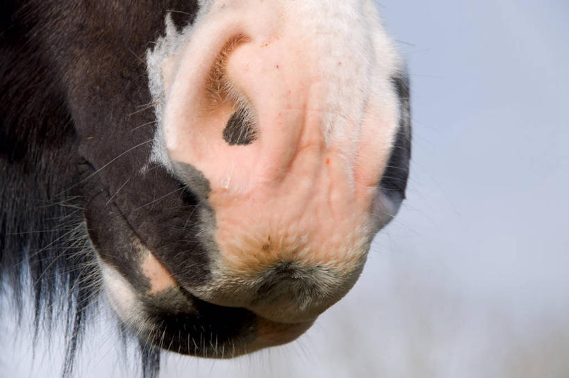 头,无人,站,横图,室外,特写,白天,仰视,美景,马,野生动物,阴影,朦胧,模糊,光线,影子,景观,一匹,阳光,自然,动物,站着,景色,运输,牲畜,自然风光,冰岛马,头部,站立,半身,彩图,低角度拍摄