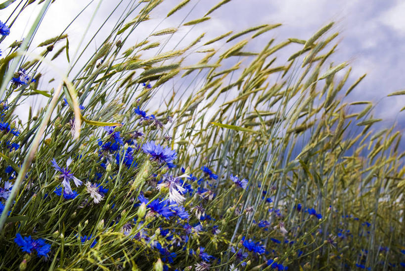 无人,农田,横图,室外,白天,仰视,幸福,庄稼,农作物,美景,盛开,景观,乌云,云,阴天,云朵,麦田,花蕾,云彩,花,花瓣,花朵,鲜花,蓝色,天空,自然,天,花苞,花蕊,菊花,景色,优雅,纤细,昏暗,阴沉,自然风光,矢车菊,忠诚,再生,蓝芙蓉,荔枝菊,思念,热爱,彩图,低角度拍摄,耕地,庄稼田,小蓝帽