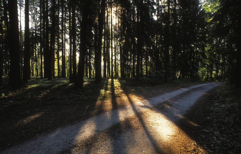 无人,横图,室外,白天,正面,旅游,度假,美景,树林,植物,道路,路,奥地利,欧洲,阴影,光线,影子,景观,小路,交通,娱乐,树,树木,绿色,阳光,自然,享受,休闲,景色,放松,乡间小路,生长,成长,自然风光,中欧,奥地利共和国,布尔根兰,布尔根兰州,彩图