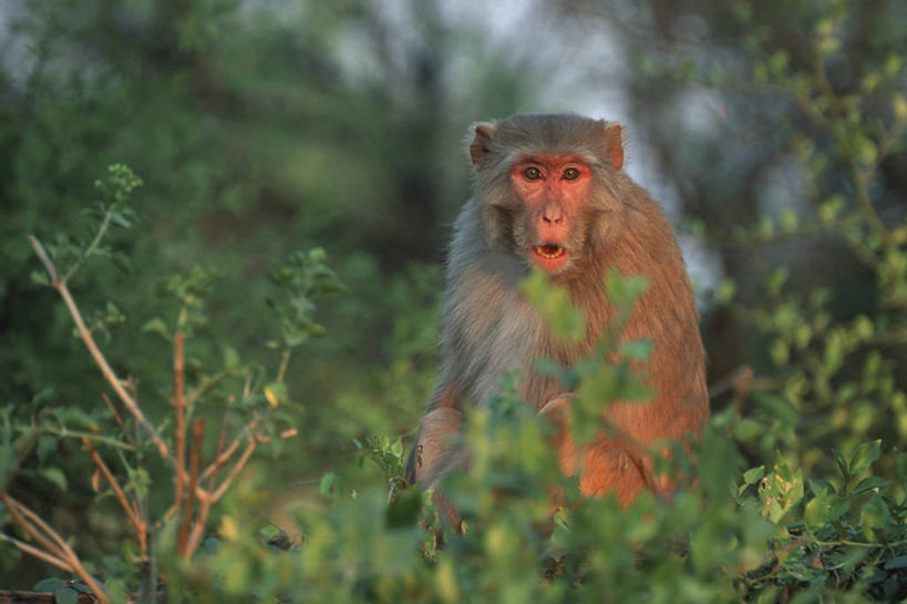 无人,坐,横图,室外,白天,正面,美景,树林,植物,哺乳动物,猴,野生动物,猴子,印度,亚洲,阴影,朦胧,模糊,光线,影子,景观,褐色,扭头,注视,树,树木,一只,绿色,阳光,自然,动物,观察,看,张嘴,转头,景色,可爱,活泼,生长,成长,观看,察看,关注,自然风光,猕猴,南亚,张大嘴巴,印度共和国,恒河猴,张开嘴,坐着,彩图,全身