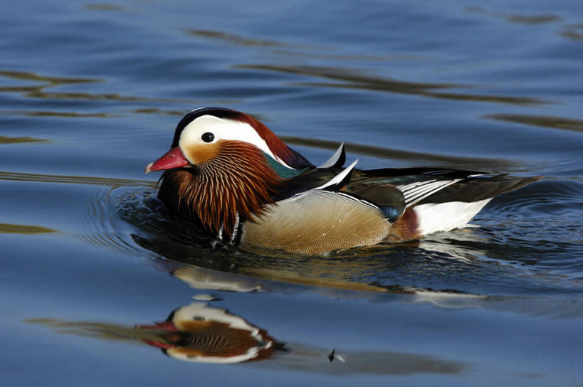 游泳,无人,夫妻,横图,俯视,室外,特写,白天,爱情,湖,湖泊,美景,水,鸟,鸳鸯,阴影,波纹,花纹,光线,影子,湖面,景观,水流,水面,浪漫,注视,一只,水纹,阳光,自然,波浪,湖水,观察,看,景色,恩爱,恋人,观看,察看,关注,自然风光,坚定,永恒,情意,泅水,拍浮,夫妇,情侣,匹鸟,彩图,高角度拍摄,全身,伴侣