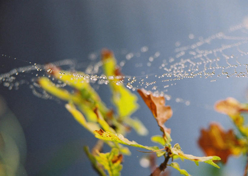 无人,横图,室外,特写,白天,正面,美景,秋季,叶子,阴影,朦胧,模糊,光线,蜘蛛网,网,影子,景观,枯叶,落叶,阳光,自然,景色,蜘蛛丝,自然风光,蛛网,捕杀,猎取,蛛丝,叶,叶片,秋,秋天,彩图