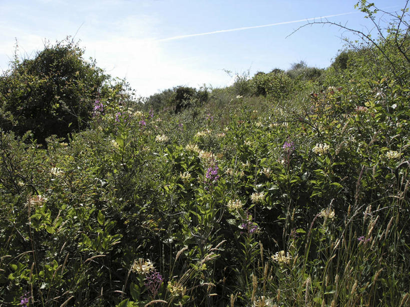无人,横图,室外,白天,正面,旅游,度假,花海,花圃,美景,植物,叶子,阴影,盛开,光线,影子,景观,花蕾,娱乐,草,花,花瓣,花朵,花卉,鲜花,蓝色,绿色,蓝天,天空,阳光,自然,花丛,花束,花田,天,花苞,花蕊,享受,休闲,景色,放松,生长,晴朗,成长,自然风光,万里无云,滨草,晴空,晴空万里,彩图