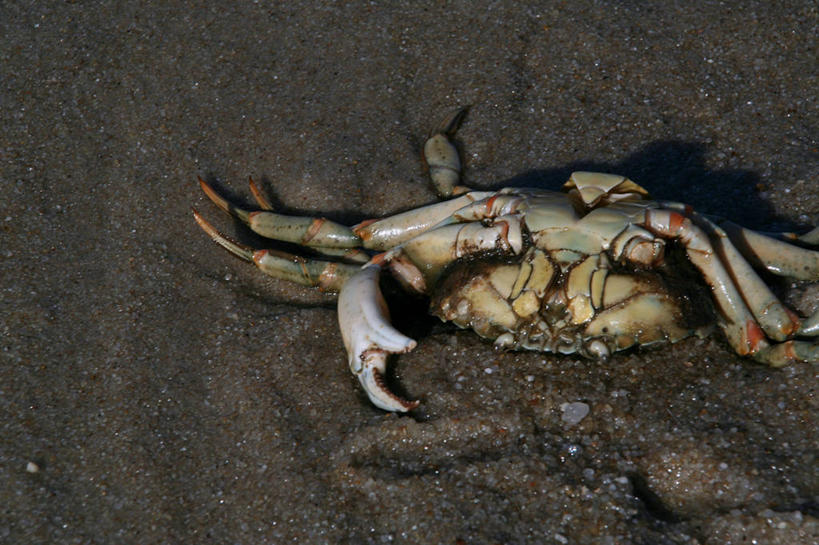 蟹,无人,躺,横图,俯视,室外,特写,白天,阴影,光线,螃蟹,影子,一只,阳光,死亡,殒命,灭亡,甲壳动物,卧着,躺着,卧,半身,彩图,高角度拍摄