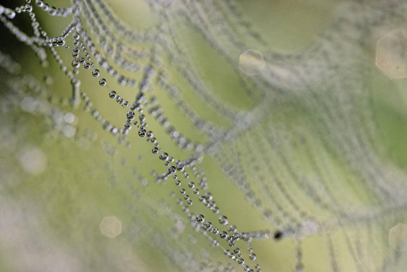 无人,横图,室外,特写,白天,正面,美景,水,露水,朦胧,模糊,透明,蜘蛛网,网,液体,景观,水滴,水珠,自然,露珠,景色,生机,蜘蛛丝,剔透,自然风光,灵动,蛛网,通明,捕杀,猎取,蛛丝,彩图,晶莹