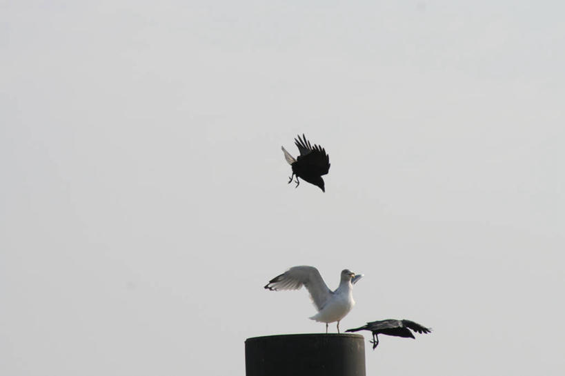 无人,站,横图,室外,白天,仰视,海鸟,海鸥,鸟,野生动物,三只,飞翔,伸展,张开,展翅,飞行,翅膀,鸟类,树桩,翱翔,飞,树,树干,天空,动物,天,站着,木桩,乌鸦,死亡,吉祥,打斗,张开翅膀,不祥,楚乌,老鸹,厄运,展开翅膀,恐惧,站立,彩图,低角度拍摄,全身