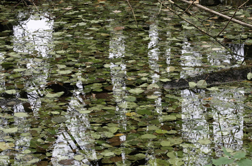 无人,横图,俯视,室外,白天,旅游,度假,美景,叶子,景观,绿叶,娱乐,倒影,自然,享受,休闲,嫩叶,景色,放松,沼泽,倒映,自然风光,反照,叶,叶片,彩图,高角度拍摄