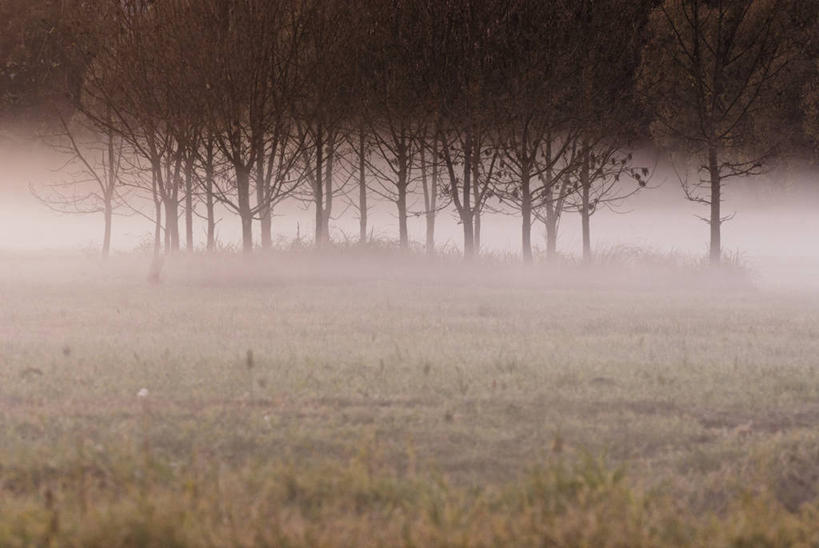 无人,横图,室外,白天,正面,旅游,度假,草地,草坪,美景,秋季,森林,树林,植物,雾,叶子,奥地利,欧洲,朦胧,模糊,景观,枯叶,落叶,娱乐,草,树,树木,绿色,自然,享受,休闲,景色,放松,生长,成长,迷雾,自然风光,中欧,奥地利共和国,布尔根兰,布尔根兰州,叶,叶片,大雾,秋,秋天,彩图,居辛县,劳赫瓦特