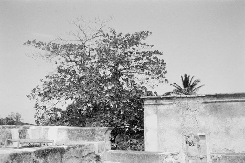 无人,家,横图,黑白,室外,白天,正面,旅游,度假,美景,植物,非洲,莫桑比克,房屋,墙,屋子,景观,娱乐,楼房,墙壁,墙面,住宅,树,树木,绿色,天空,自然,天,享受,休闲,景色,放松,生长,成长,自然风光,莫桑比克共和国,房子