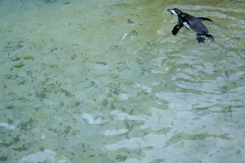 游泳,无人,动物园,横图,俯视,室外,白天,企鹅,野生动物,伸展,张开,展翅,翅膀,池塘,水池,一只,动物,可爱,活泼,张开翅膀,泅水,展开翅膀,拍浮,彩图,高角度拍摄,全身