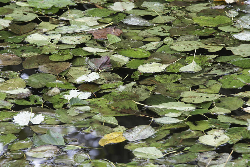 无人,横图,俯视,室外,白天,美景,叶子,池塘,景观,水池,荷叶,自然,景色,自然风光,莲叶,叶,叶片,彩图,高角度拍摄
