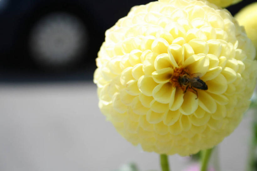 无人,横图,室外,特写,白天,正面,感激,美景,蜜蜂,阴影,朦胧,模糊,新鲜,盛开,光线,昆虫,影子,景观,大丽花,花蕾,停留,花,花瓣,花朵,鲜花,一朵,一只,黄色,阳光,自然,动物,花苞,花蕊,菊花,景色,大理花,停止,天竺牡丹,自然风光,采蜜,益虫,授粉,大丽菊,吉利,新意,富丽,大方,逗留,停顿,新颖,彩图,全身,背叛,地瓜花,东洋菊