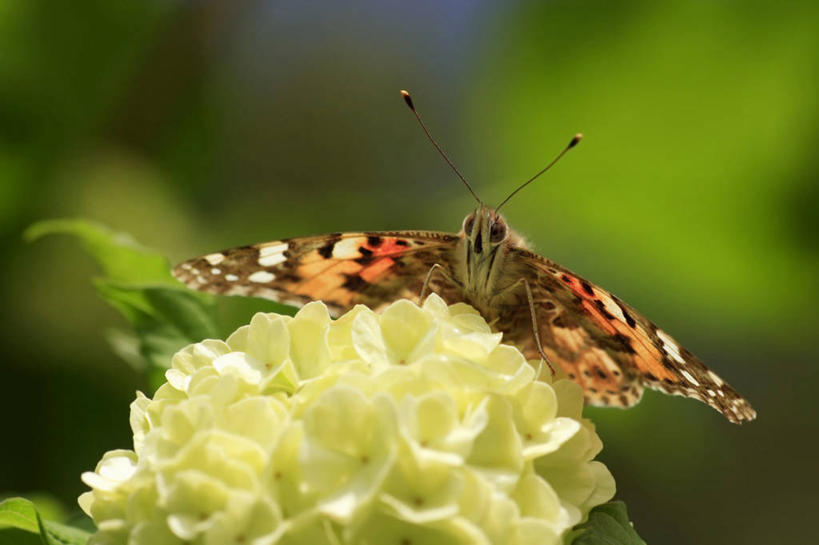 无人,横图,室外,特写,白天,正面,美景,蝴蝶,叶子,伸展,张开,展翅,阴影,朦胧,模糊,盛开,光线,翅膀,昆虫,影子,景观,绿叶,花蕾,停留,花,花瓣,花朵,鲜花,一只,黄色,阳光,自然,动物,花苞,花蕊,嫩叶,景色,蛱蝶,停止,自然风光,益虫,张开翅膀,四足蝶,荚蒾,逗留,停顿,展开翅膀,红蛱蝶,小红蛱蝶,欧洲荚蒾,欧洲琼花,叶,叶片,彩图,全身,红荚蒾,荚迷花,玛瑙果,五福花,欧洲绣球