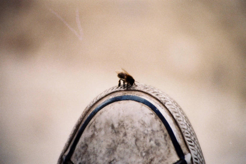 无人,横图,室内,特写,白天,正面,运动鞋,蜜蜂,鞋子,朦胧,模糊,昆虫,停留,一只,动物,休闲鞋,停止,益虫,逗留,停顿,半身,彩图