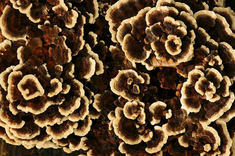 无人,横图,俯视,室内,特写,白天,蔬菜,许多,阴影,新鲜,反射,影子,食品,褐色,很多,食物,清热,有机食品,绿色食品,解毒,消炎,彩图,高角度拍摄,抗癌,彩绒革盖菌,云芝,杂色云芝