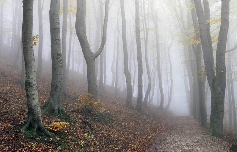 无人,横图,室外,白天,正面,旅游,度假,美景,秋季,森林,树林,植物,雾,道路,路,叶子,奥地利,欧洲,维也纳,朦胧,模糊,景观,小路,枯叶,落叶,树桩,交通,首都,娱乐,树,树干,树木,绿色,自然,享受,休闲,木桩,景色,放松,乡间小路,生长,成长,迷雾,自然风光,中欧,奥地利共和国,叶,叶片,大雾,秋,秋天,彩图,维也纳森林