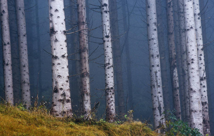 无人,横图,室外,白天,正面,旅游,度假,美景,森林,树林,植物,雾,奥地利,欧洲,朦胧,模糊,景观,树桩,娱乐,树,树干,树木,绿色,自然,享受,休闲,木桩,景色,放松,白桦,生长,成长,迷雾,自然风光,中欧,奥地利共和国,施蒂利亚州,施泰尔马克州,大雾,桦树,桦皮树,桦木,彩图