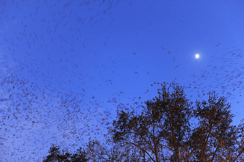 无人,横图,室外,夜晚,仰视,旅游,度假,美景,植物,鸟,一群,许多,飞翔,伸展,张开,展翅,飞行,翅膀,鸟类,景观,月亮,月光,很多,翱翔,娱乐,飞,树,树木,蓝色,绿色,蓝天,天空,自然,天,享受,休闲,景色,放松,生长,成长,明亮,自然风光,张开翅膀,皎洁,椋鸟,欧洲八哥,紫翅椋鸟,展开翅膀,彩图,低角度拍摄,全身
