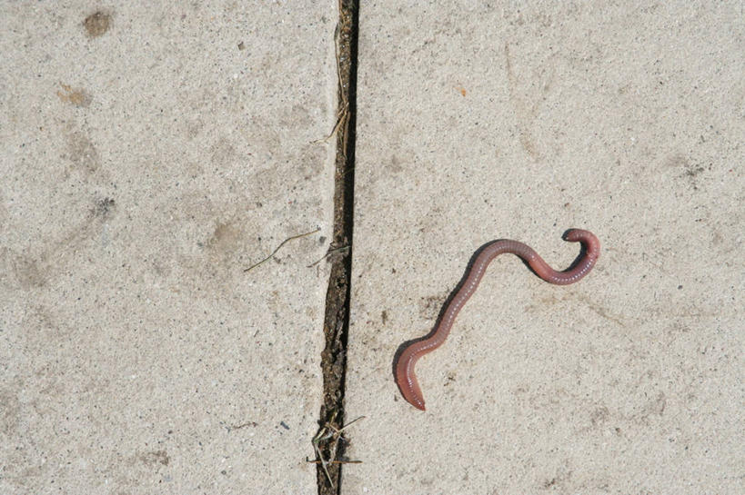 无人,横图,俯视,室外,白天,石头,野生动物,一条,曲折,弯曲,昆虫,石子,地面,动物,可爱,蜿蜒,活泼,蚯蚓,地虫,地龙,坚蚕,蛐蟮,石块,岩石,彩图,高角度拍摄,全身