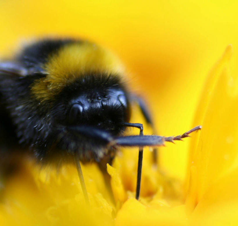 无人,横图,室内,特写,白天,正面,阴影,朦胧,模糊,盛开,反射,昆虫,影子,花蕾,停留,花,花瓣,花朵,鲜花,一只,黄色,黑色,动物,花苞,花蕊,停止,黄蜂,益虫,胡蜂,马蜂,蚂蜂,逗留,停顿,半身,彩图
