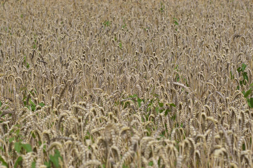无人,农田,横图,俯视,室外,白天,庄稼,农作物,小麦,美景,叶子,景观,谷物,绿叶,麦田,自然,嫩叶,景色,麦子,自然风光,叶,叶片,彩图,高角度拍摄,耕地,庄稼田