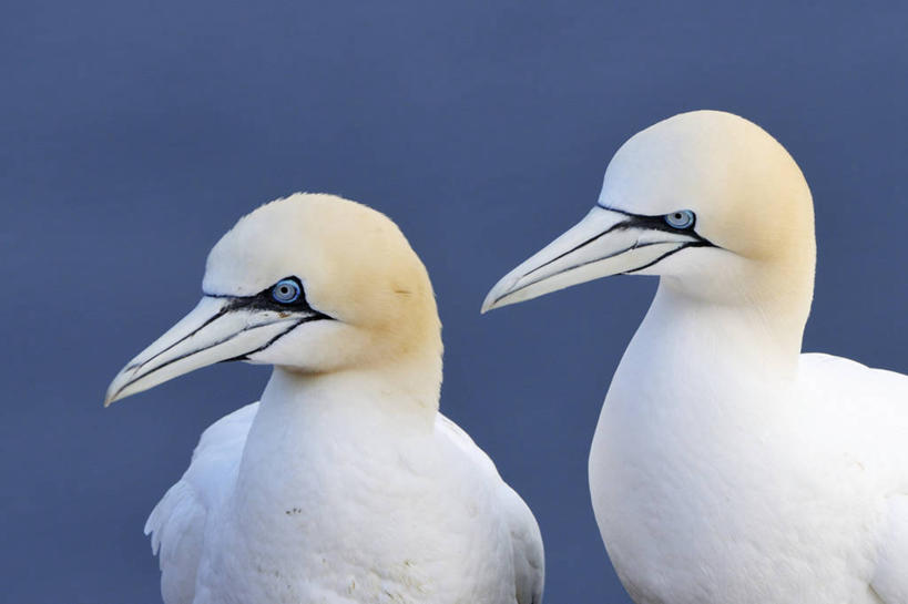 无人,横图,室外,白天,正面,河流,美景,水,海鸟,鸟,阴影,朦胧,模糊,光线,鸟类,影子,河水,景观,水流,注视,停留,白色,阳光,自然,观察,看,两只,景色,观看,停止,察看,关注,自然风光,逗留,停顿,鲣鸟,结巴鸟,北方鲣鸟,憨鲣鸟,半身,彩图