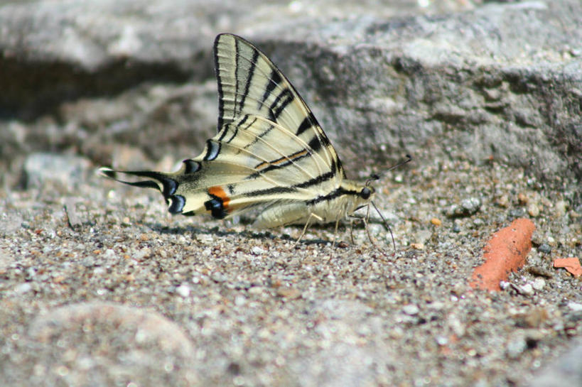 无人,横图,室外,特写,白天,侧面,美景,沙滩,蝴蝶,阴影,朦胧,模糊,光线,昆虫,沙子,影子,河岸,河滩,景观,沙地,停留,一只,阳光,自然,动物,景色,停止,自然风光,益虫,逗留,停顿,彩图,全身