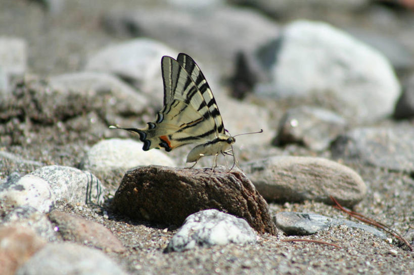 无人,横图,室外,特写,白天,侧面,美景,沙滩,蝴蝶,阴影,朦胧,模糊,光线,昆虫,沙子,影子,河岸,河滩,景观,沙地,停留,一只,阳光,自然,动物,景色,停止,自然风光,益虫,逗留,停顿,彩图,全身