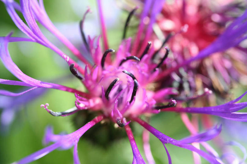 无人,横图,室外,特写,白天,正面,幸福,美景,阴影,朦胧,模糊,盛开,光线,影子,景观,花蕾,花,花瓣,花朵,鲜花,紫色,阳光,自然,花苞,花蕊,菊花,景色,优雅,纤细,自然风光,矢车菊,忠诚,再生,蓝芙蓉,荔枝菊,思念,热爱,彩图