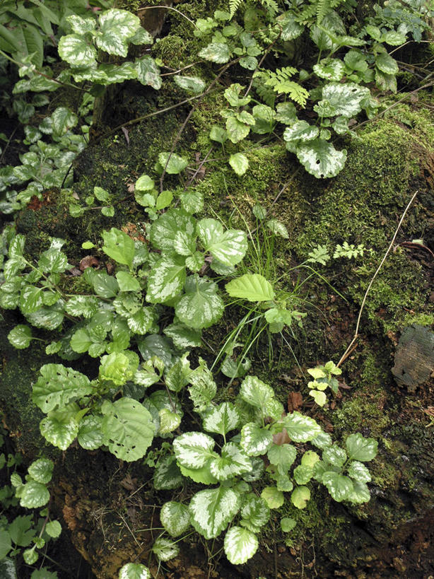无人,竖图,俯视,室外,特写,白天,美景,植物,许多,阴影,光线,影子,景观,很多,绿色,阳光,自然,景色,生长,成长,蕨类,蕨类植物,自然风光,彩图,高角度拍摄