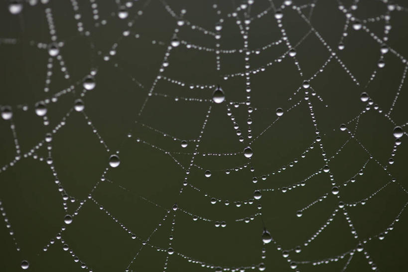 无人,横图,室外,特写,白天,正面,美景,水,露水,朦胧,模糊,透明,蜘蛛网,网,液体,景观,水滴,水珠,自然,露珠,景色,生机,蜘蛛丝,剔透,自然风光,灵动,蛛网,通明,捕杀,猎取,蛛丝,彩图,晶莹