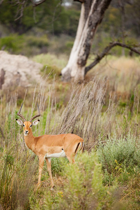 无人,站,竖图,室外,白天,侧面,旅游,度假,草地,草坪,美景,植物,野生动物,羊,非洲,博茨瓦纳,阴影,光线,羚羊,影子,景观,扭头,注视,娱乐,草,树,树木,一只,绿色,阳光,自然,动物,观察,看,站着,转头,享受,休闲,景色,放松,可爱,活泼,生长,成长,观看,察看,关注,自然风光,黑斑羚,波札那,博茨瓦纳共和国,斑羚,高角羚,站立,彩图,全身